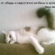 Клікнути для збільшення Якщо кликнути можна побачити фото повністю