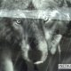 Клікнути для збільшення Якщо кликнути можна побачити фото повністю